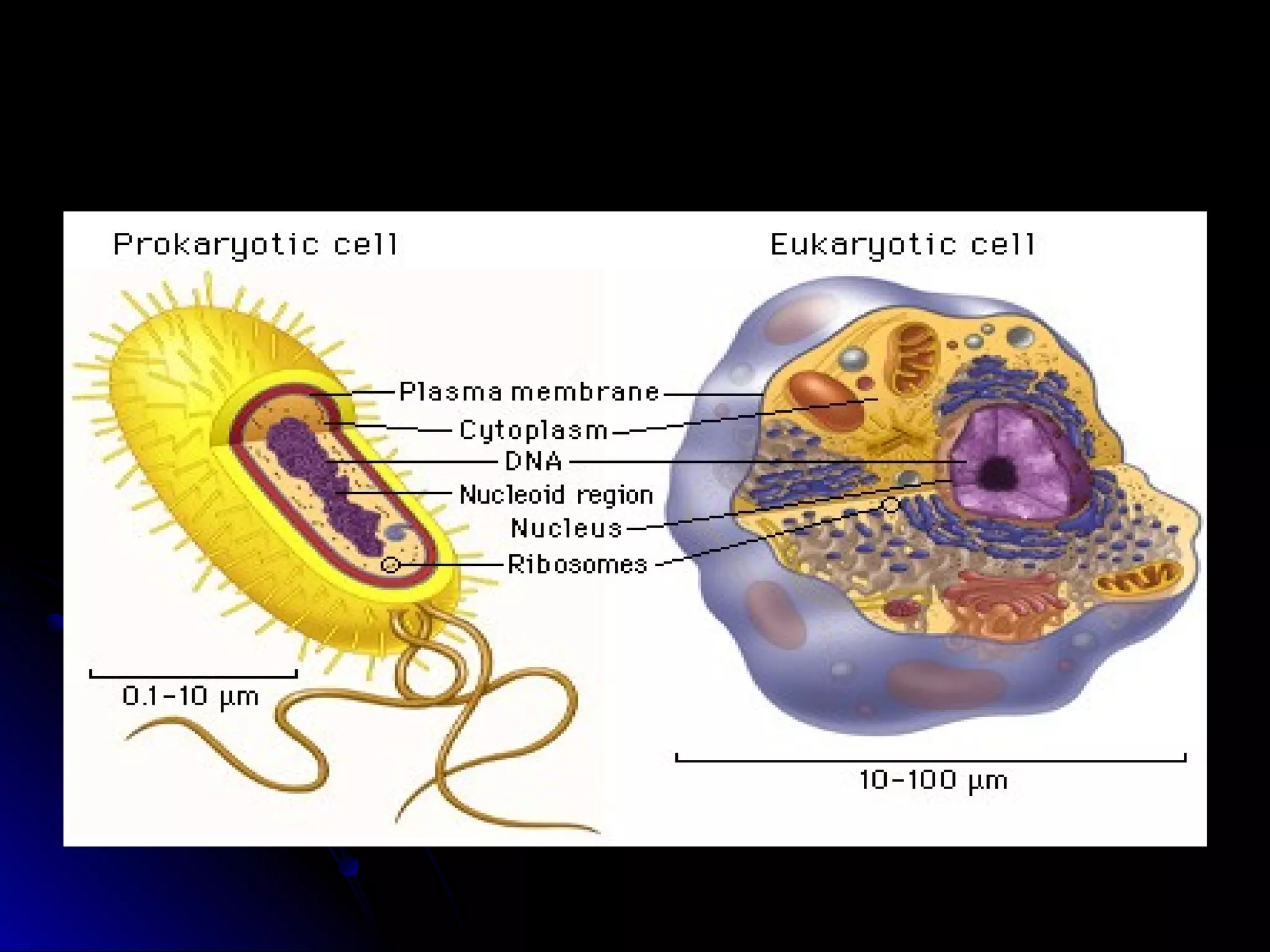 Prokaryote vs eukaryote | PPT | Biological Sciences | Science