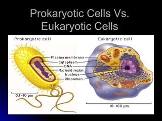 Prokaryotic Cells Vs.Prokaryotic Cells Vs.
Eukaryotic CellsEukaryotic Cells
 