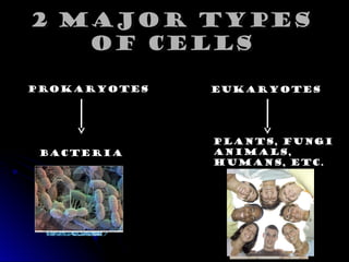 Comprehensive Overview of Prokaryotic and Eukaryotic Cells in Biology | PPT
