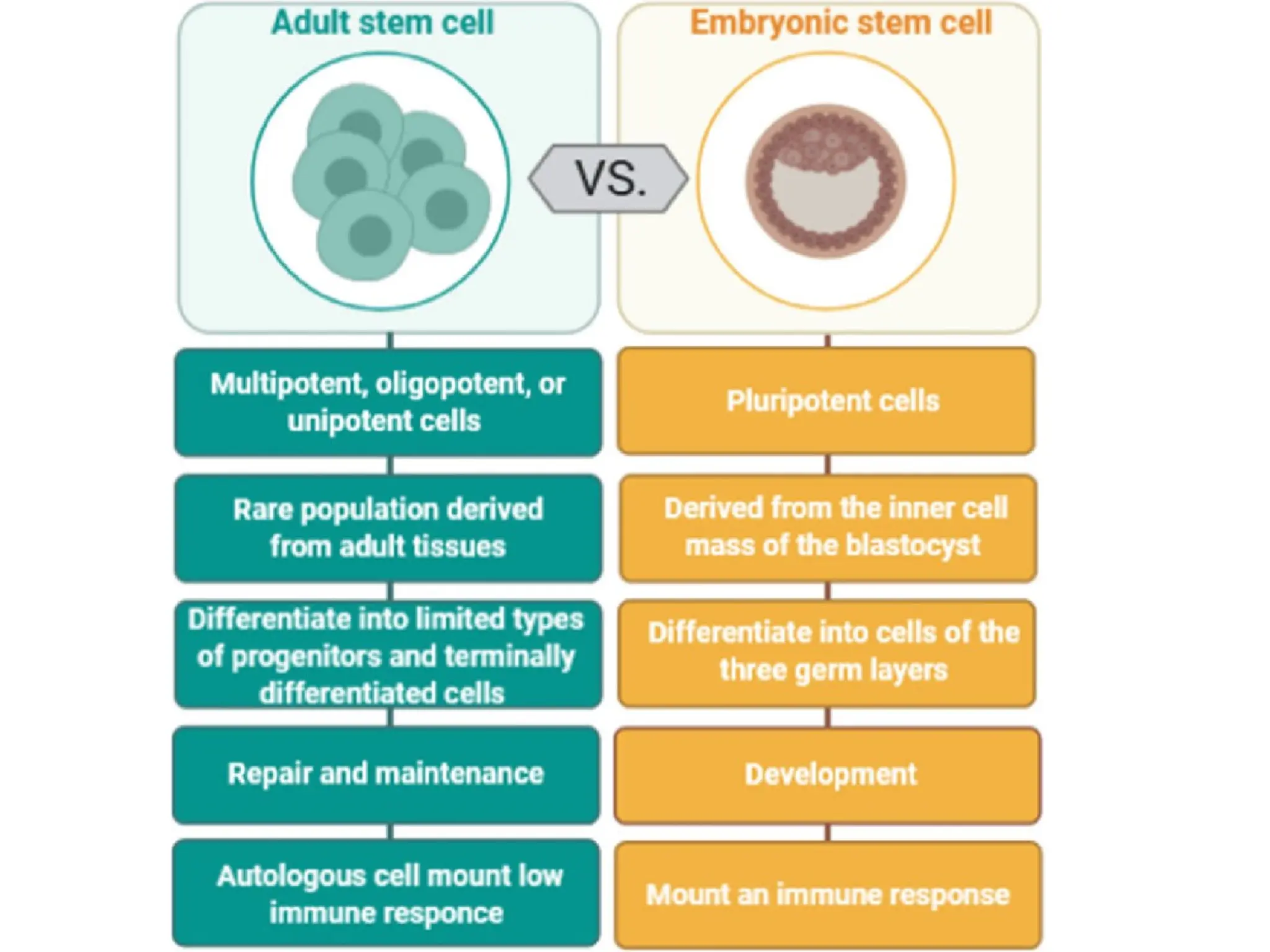 prokaryote vs Eukaryote prokaryote vs Eukaryote | PPTX