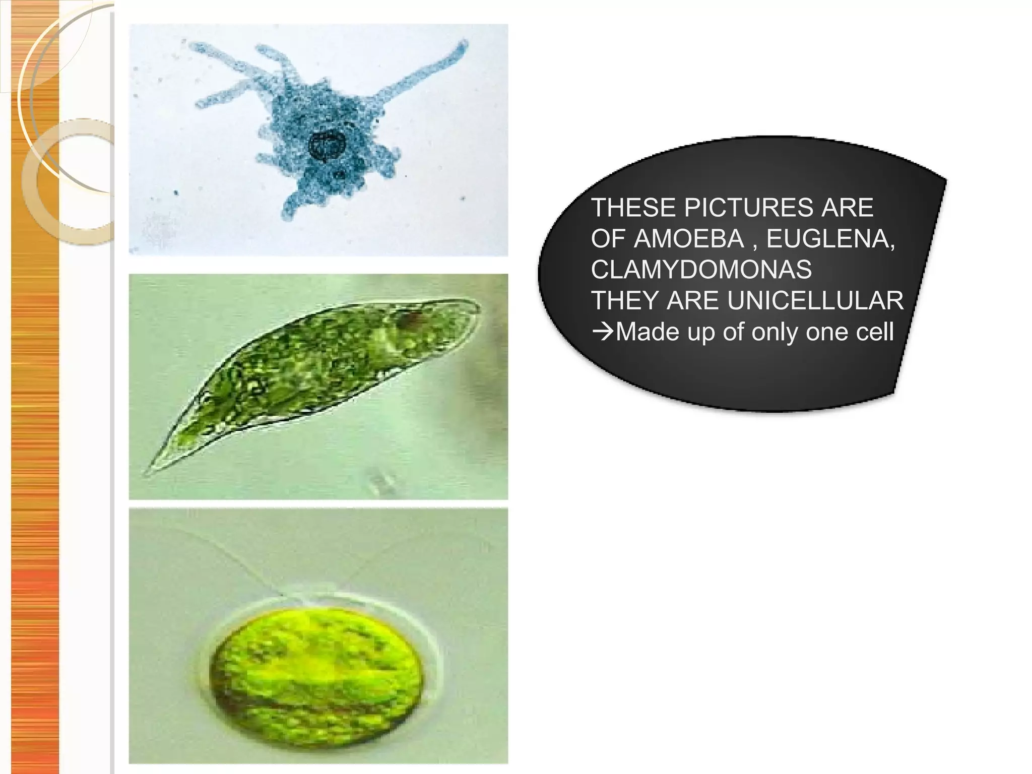 THESE PICTURES ARE OF AMOEBA , EUGLENA, CLAMYDOMONAS THEY ARE UNICELLULAR  Made up of only one cell 