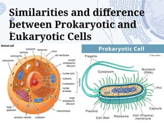 Similarities and difference
between Prokaryotic and
Eukaryotic Cells
 