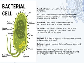 Flagella: These long, whip-like structures are used for
movement.
Pili : These hair-like structures help in attachment to
surfaces and in conjugation, the transfer of genetic
material between bacteria.
Ribosome: These small, non-membrane-bound
structures are the sites of protein synthesis.
Cytoplasm: This gel-like substance fills the cell and
contains enzymes, nutrients, and other molecules
necessary for cellular processes.
Cell Wall: This rigid structure provides structural support
and protection for the cell.
Cell membrane: regulates the flow of substances in and
out of the cell.
Capsule: This thick polysaccharide layer provie
protection against environmental hazards and, in some
cases, helps in evading the host immune system.
 