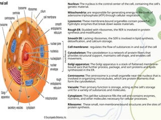 :
Nucleus , '
The nucleus is the control center of the cell containing the cell s
.
genetic material
:
Mitochondria are responsible for generating energy in the form of
( ) .
adenosine triphosphate ATP through cellular respiration
:
Lysosome -
These membrane bound organelles contain powerful
.
hydrolytic enzymes that break down waste materials
:
Rough ER ,
Studded with ribosomes the RER is involved in protein
.
synthesis and modification
:
Smooth ER , ,
Lacking ribosomes the SER is involved in lipid synthesis
, .
detoxification and calcium storage
:
Cell membrane regulates the flow of substances in and out of the cell
:
Cytoskeleton The cytoskeleton is a network of protein fibers that
, ,
provides structural support maintains cell shape and enables cell
movement.
:
Golgi apparatus -
The Golgi apparatus is a stack of flattened membrane
, ,
bound sacs that further process package and sort proteins and lipids
.
synthesized in the ER
:
Centrosome The centrosome is a small organelle near the nucleus that is
,
involved in organizing microtubules which are protein filaments that
.
form the cytoskeleton
:
Vacuole , '
Their primary function is storage acting as the cell s storage
.
unit for a variety of substances and molecules
:
Cytoplasm - ,
This gel like substance fills the cell and contains enzymes
, .
nutrients and other molecules necessary for cellular processes
:
Ribosome , - -
These small non membrane bound structures are the sites of
.
protein synthesis
 
