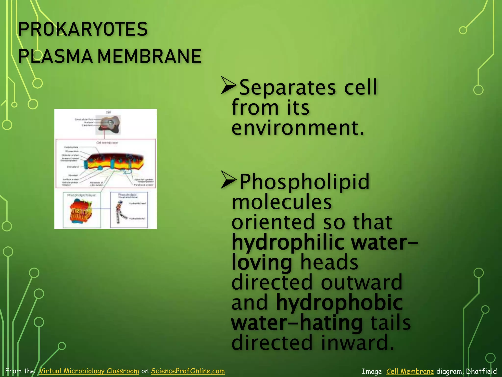 Prokaryotic-Cell-Structure-Function-Biology-Lecture-PowerPoint-VMCct.pptx
