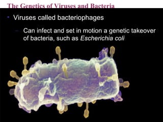 Copyright © 2005 Pearson Education, Inc. publishing as Benjamin Cummings
The Genetics of Viruses and Bacteria
• Viruses called bacteriophages
– Can infect and set in motion a genetic takeover
of bacteria, such as Escherichia coli
 