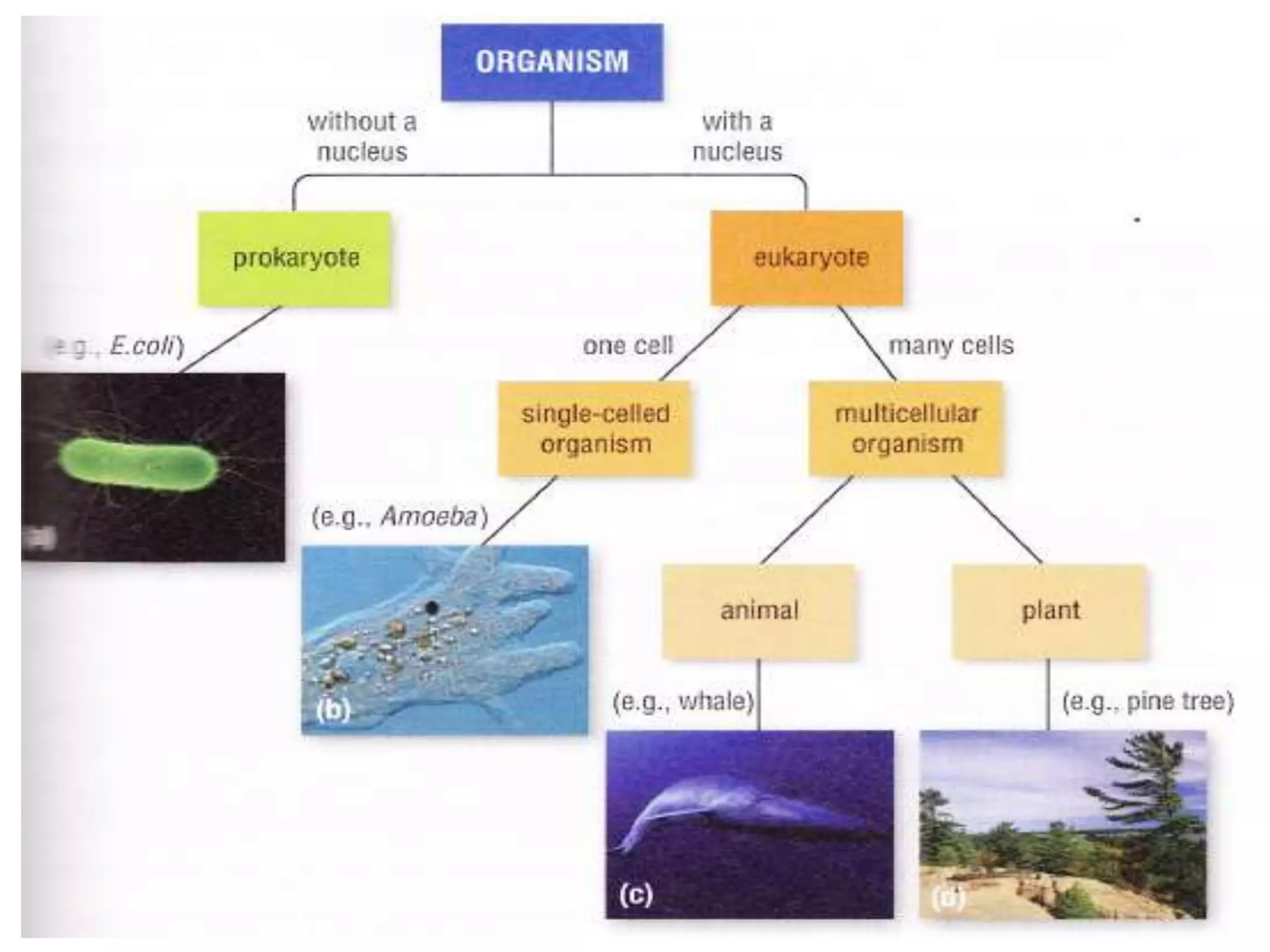 prokaryotic-and-eukaryotic-cell-ppt