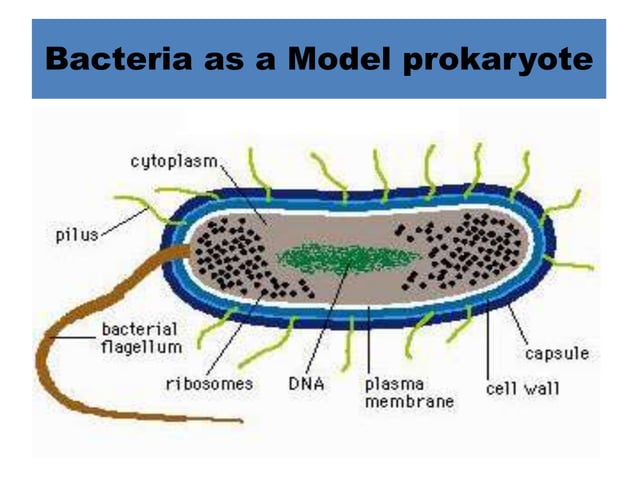 Prokaryotic And Eukaryotic Cell PPT prokaryotic-and-eukaryotic-cell-ppt