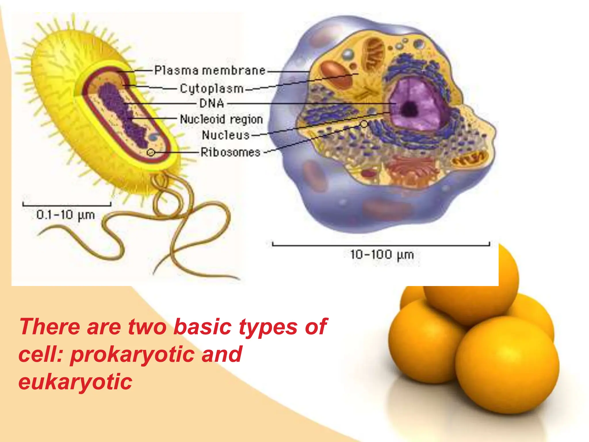 Prokaryotic and Eukaryotic Cells microbiology | PPTX