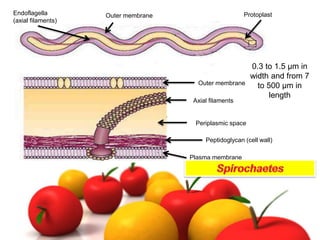Prokaryotic and Eukaryotic Cells microbiology | PPTX