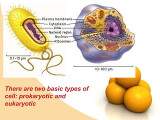 Prokaryotic and Eukaryotic Cells microbiology | PPTX