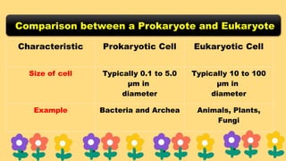 Comparison between a Prokaryote and Eukaryote
Characteristic Prokaryotic Cell Eukaryotic Cell
Size of cell Typically 0.1 to 5.0
μm in
diameter
Typically 10 to 100
μm in
diameter
Example Bacteria and Archea Animals, Plants,
Fungi
 
