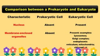 Comparison between a Prokaryote and Eukaryote
Characteristic Prokaryotic Cell Eukaryotic Cell
Nucleus Absent Present
Membrane-enclosed
organelles
Absent Present: examples:
lysosomes;
Golgi complex;
endoplasmic
reticulum; mitochondria;
chloroplast
 