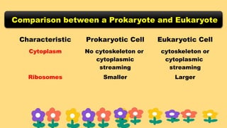 Comparison between a Prokaryote and Eukaryote
Characteristic Prokaryotic Cell Eukaryotic Cell
Cytoplasm No cytoskeleton or
cytoplasmic
streaming
cytoskeleton or
cytoplasmic
streaming
Ribosomes Smaller Larger
 