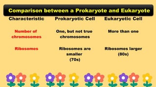 Comparison between a Prokaryote and Eukaryote
Characteristic Prokaryotic Cell Eukaryotic Cell
Number of
chromosomes
One, but not true
chromosomes
More than one
Ribosomes Ribosomes are
smaller
(70s)
Ribosomes larger
(80s)
 