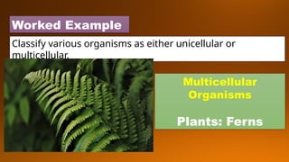 Worked Example
Classify various organisms as either unicellular or
multicellular.
Multicellular
Organisms
Plants: Ferns
 