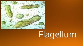 Flagellum
 