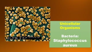 Unicellular
Organisms
Bacteria:
Staphylococcus
aureus
 