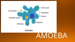 AMOEBA
 