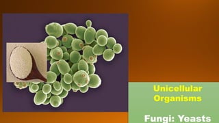 Unicellular
Organisms
Fungi: Yeasts
 