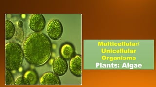 Multicellular/
Unicellular
Organisms
Plants: Algae
 
