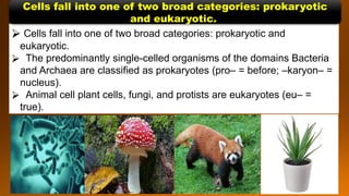 ⮚ Cells fall into one of two broad categories: prokaryotic and
eukaryotic.
⮚ The predominantly single-celled organisms of the domains Bacteria
and Archaea are classified as prokaryotes (pro– = before; –karyon– =
nucleus).
⮚ Animal cell plant cells, fungi, and protists are eukaryotes (eu– =
true).
Cells fall into one of two broad categories: prokaryotic
and eukaryotic.
 