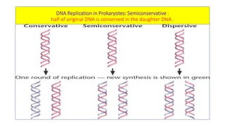 Conserved Dna Prokaryotic and eukaryotic dna replication with their clinical ...