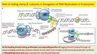 Prokaryotic and eukaryotic dna replication with their clinical ...