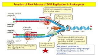 Prokaryotic and eukaryotic dna replication with their clinical ...