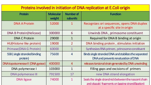 prokaryotic and eukaryotic dna replication with their clinical applic
