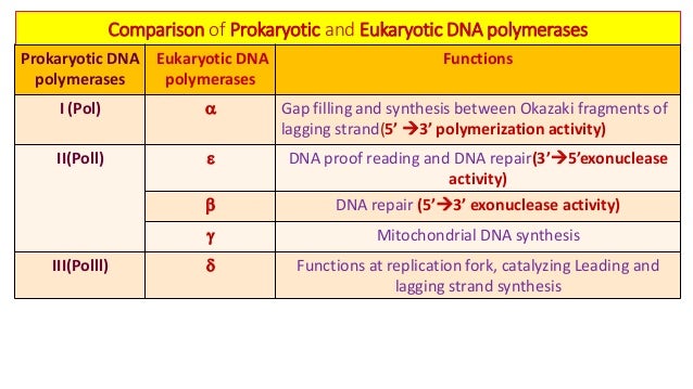 prokaryotic and eukaryotic dna replication with their clinical applic