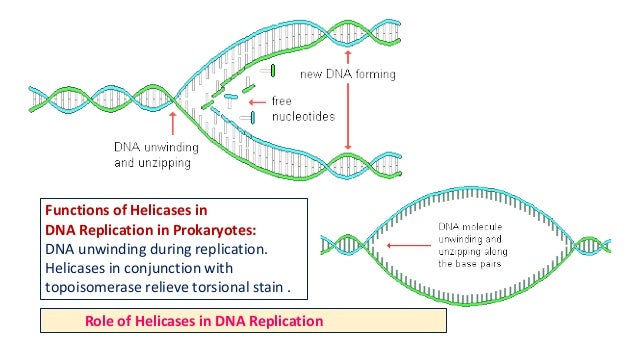 prokaryotic and eukaryotic dna replication with their clinical applic