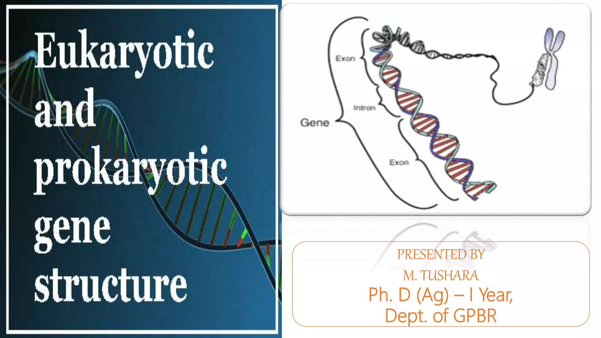 Prokaryotic and eukaryotic gene structures | PPTX