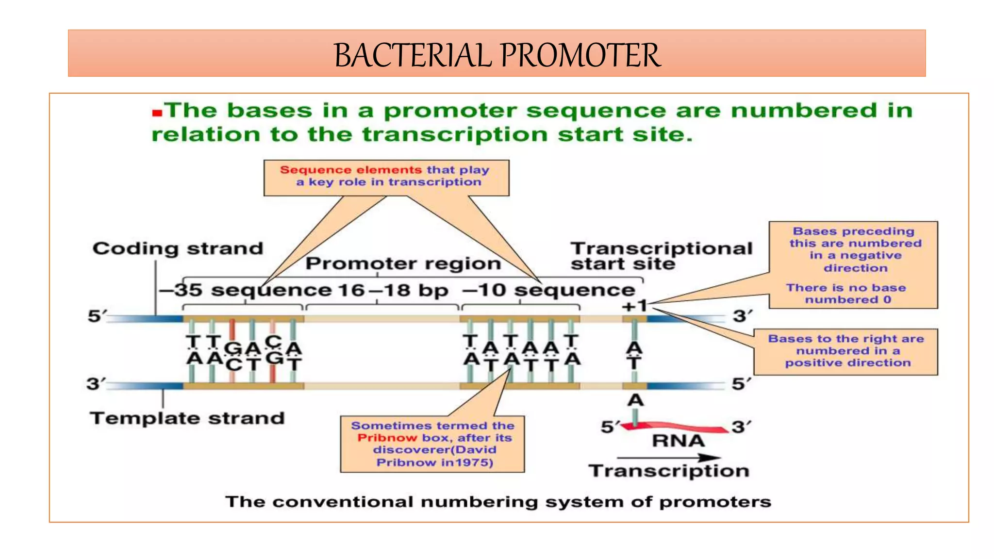 Is It Prokaryotic Or Eukaryotic The Definitive Guide To Vacuoles - 5h4vmd4