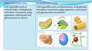 Prokaryotic and eukaryotic microorganisms
