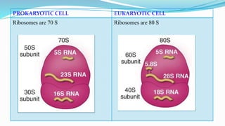 Prokaryotic and eukaryotic microorganisms