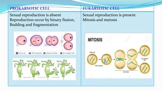 Prokaryotic and eukaryotic microorganisms