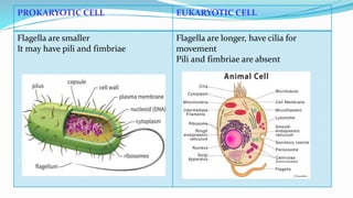 Prokaryotic and eukaryotic microorganisms