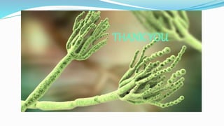 Prokaryotic and eukaryotic microorganisms