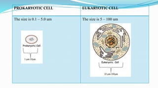 Prokaryotic and eukaryotic microorganisms