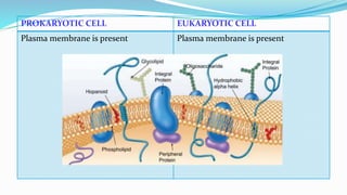 Prokaryotic and eukaryotic microorganisms
