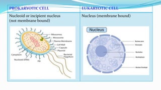 Prokaryotic and eukaryotic microorganisms