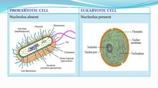 Prokaryotic and eukaryotic microorganisms