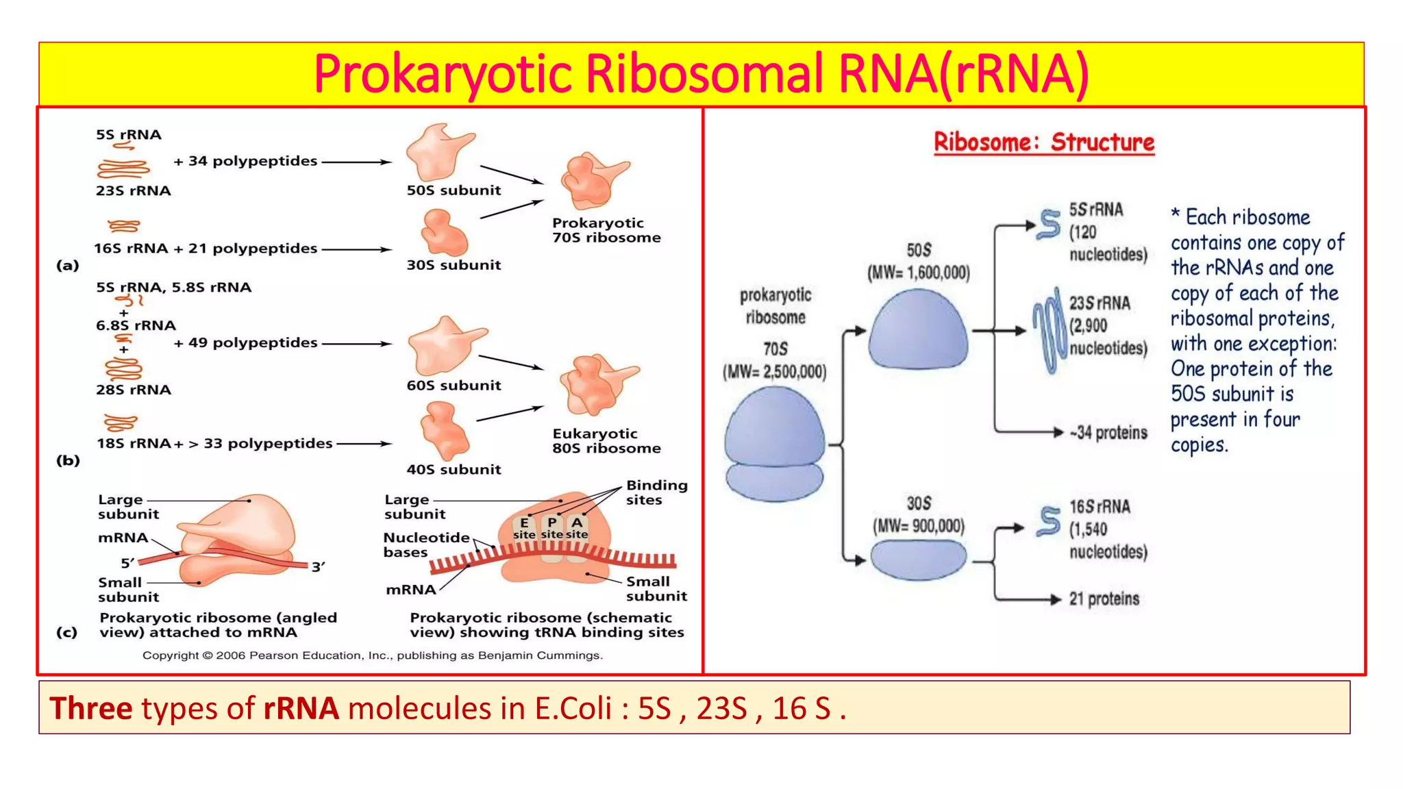 Prokaryotic and eukaryotic transcription with their clinical ...