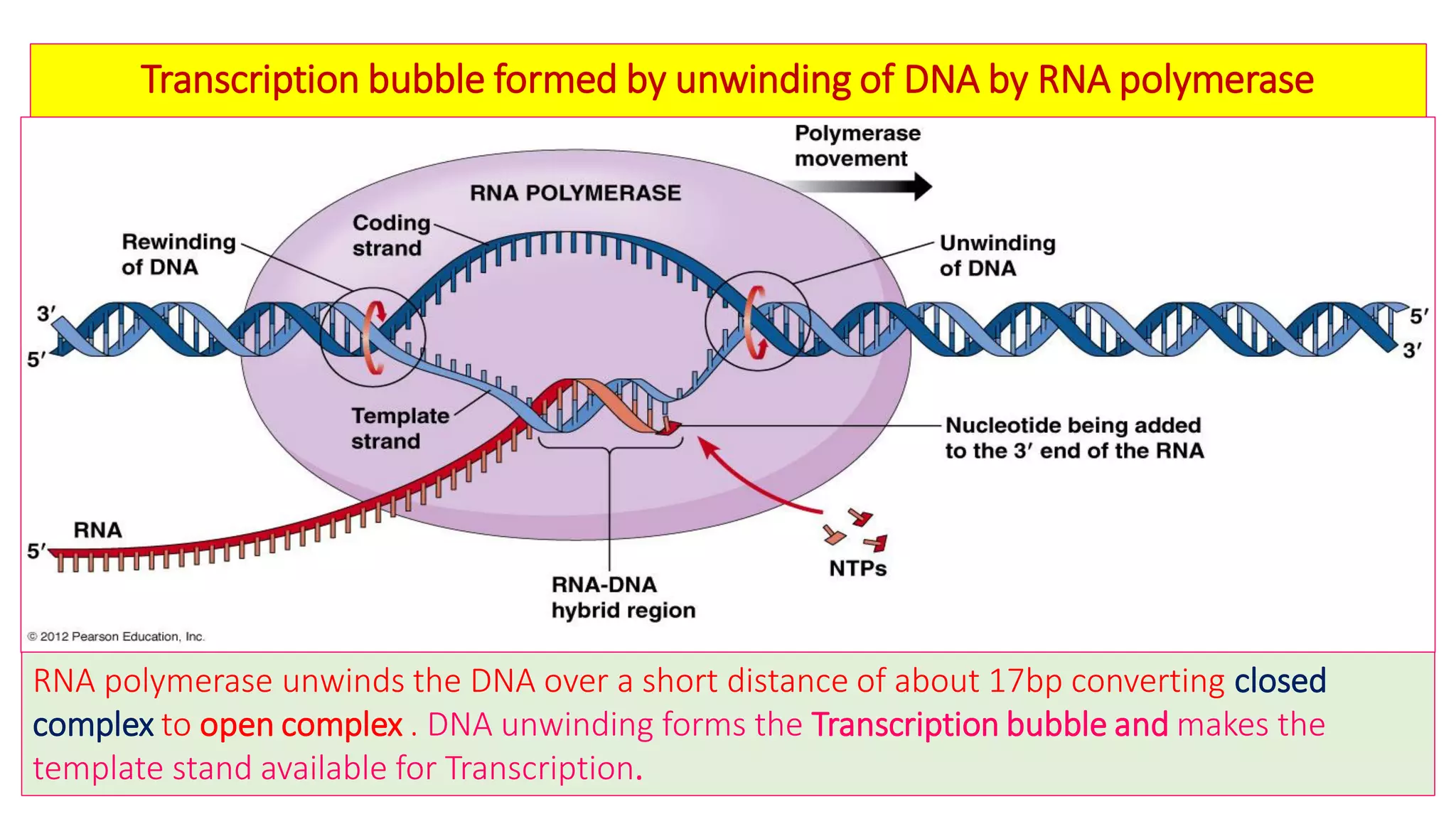 the following shows a transcription bubble identify... Prokaryotic and eukaryotic transcription with their clinical ...