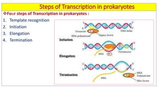Prokaryotic and eukaryotic transcription with their clinical ...
