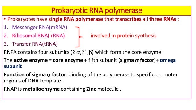 Https Image Slidesharecdn Com Prokaryoticandeukaryotictranscriptionwiththeirclinicalapplications 200112202945 95 Prokaryo Transcription Rna Polymerase Clinic