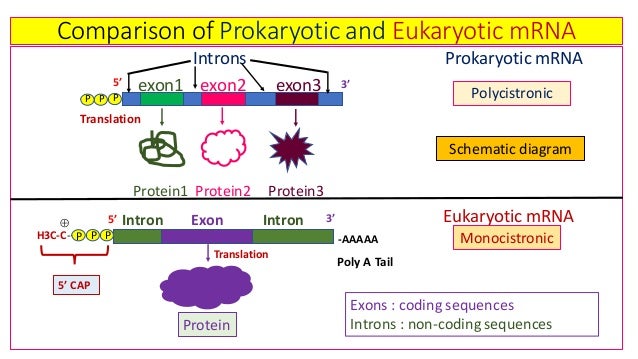 Prokaryotic And Eukaryotic Transcription With Their Clinical Applicat