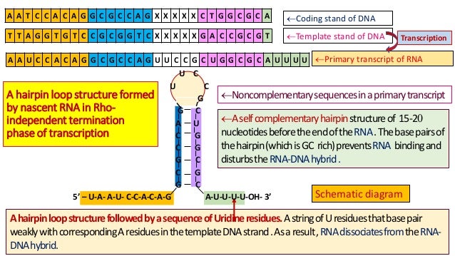 Translation Details Stop Codon Translation Inosine Translation Details Stop Codon Translation Inosine