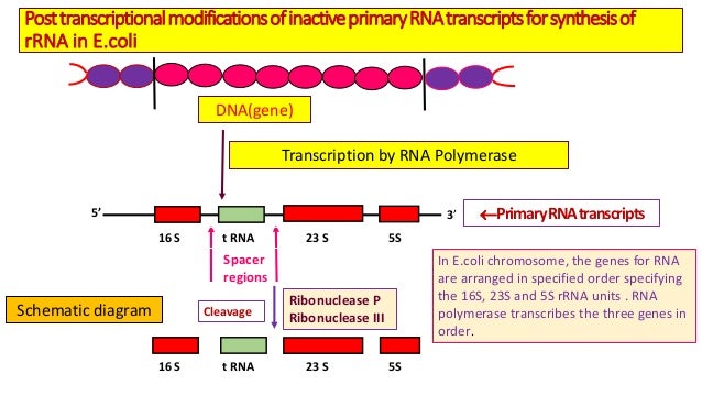 Https Image Slidesharecdn Com Prokaryoticandeukaryotictranscriptionwiththeirclinicalapplications 200112202945 95 Prokaryo Transcription Rna Polymerase Clinic